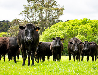 Alburn Farming