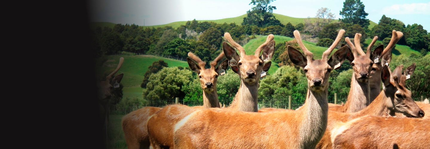 Hero image for Farming Venison